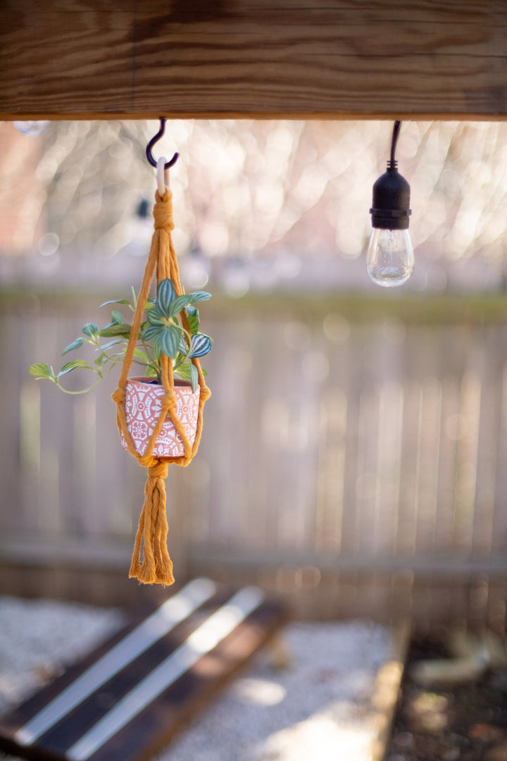 Mini Flourish Plant Hanger Mustard